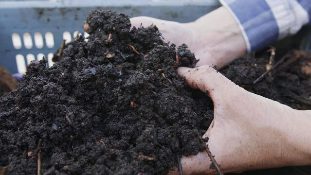 Close up of red earthworms inside fertile organic garden soil