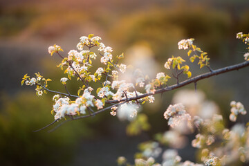 cherry tree branch flowering white petals sunset