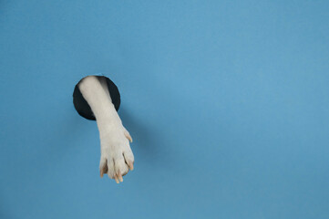 Dog paw sticks out of a hole in a paper blue background. Copy space. 