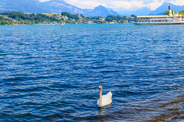 White swan swimming on Lake Lucerne in Lucerne, Switzerland