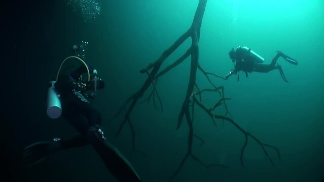Diver over muddy water halocline near tree roots and sudden change of water salinity in cenotes of underwater cave in Mexico. Divers during cave diving. Phenomenon of wildlife in underwater world.