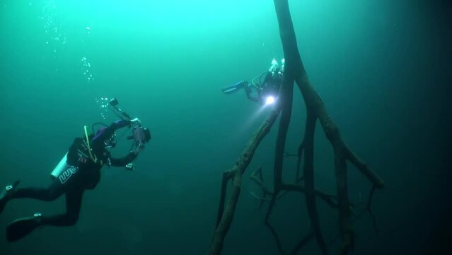 Diver over muddy water halocline near tree roots and sudden change of water salinity in cenotes of underwater cave in Mexico. Divers during cave diving. Phenomenon of wildlife in underwater world.