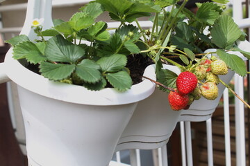 Rote und grüne Erdbeeren  hängen an Balkongeländer im Topf - 508925968