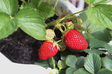 Rote und grüne Erdbeeren  hängen an Balkongeländer im Topf - 508925971