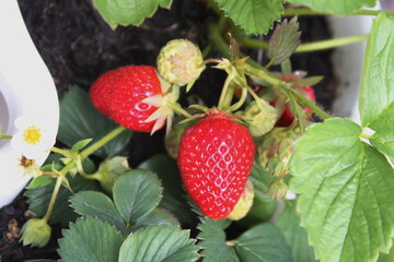 Rote und grüne Erdbeeren  hängen an Balkongeländer im Topf - 508925972