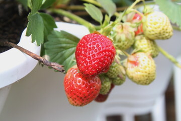 Rote und grüne Erdbeeren  hängen an Balkongeländer im Topf - 508925975
