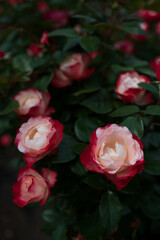 赤と白の薔薇