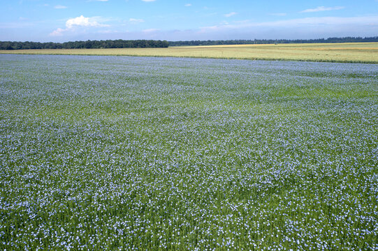 Champ de lin en fleurs