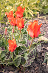 Red flowers of Greig's tulip. Tulipa greigii Regel. Variety Red Riding Hood. Close-up. Floral background