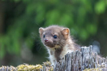 Naklejka premium Portrait of cute young marten outdoors. Horizontally. 