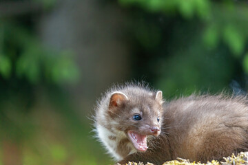 Smiling cute young marten is posing with open mouth outdoors.