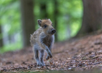 Naklejka na ściany i meble Young wild boar is running in the forest. Horizontally. 