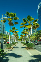 santa cruz tenerife palm trees in the city