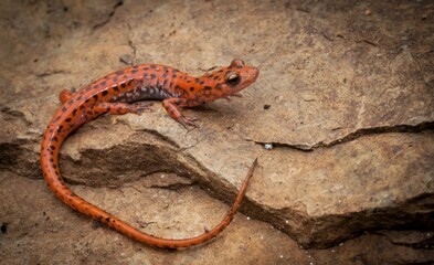 Bright orange Cave salamander macro portrait on rock 