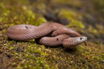 Macro portrait of an adult Smooth Earth snake 