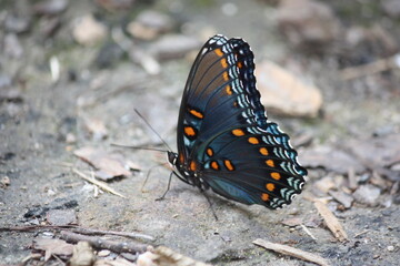 butterfly in Arkansas around the Mt. Ida area.
