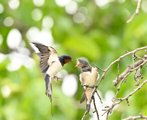 Fototapeta premium golondrina dado alimentos a su cria
