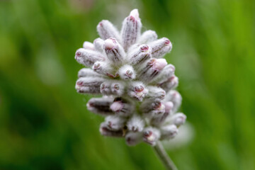 white flowers of Lavandula angustifolia