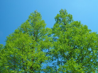 ４月の朝の新緑のメタセコイアと青空