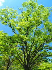 ４月の朝の新緑の欅と青空