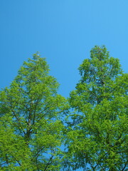 ４月の朝の新緑のメタセコイアと青空