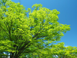 Fototapeta premium ４月の朝の新緑の欅と青空