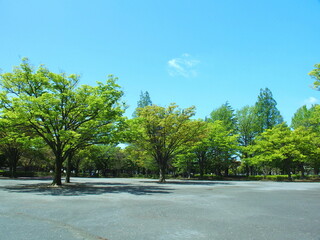 雨の翌朝の新緑の公園風景