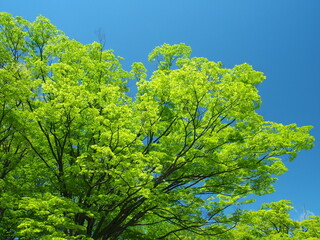 ４月の朝の新緑の欅と青空