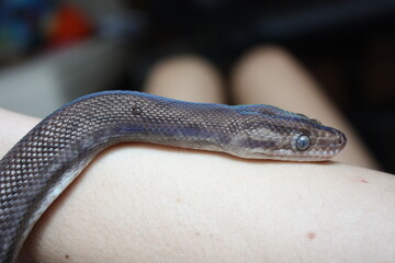 Fototapeta premium Columbian Rainbow Boa