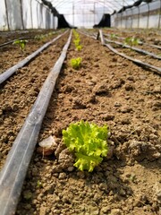 Freshly planted curly lettuce in the greenhouse - Agriculture
