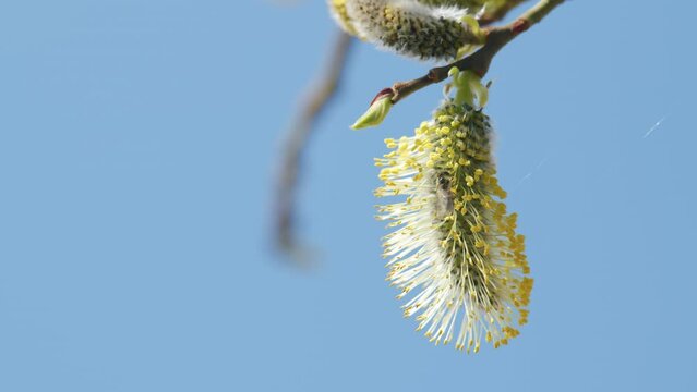 Flowering willow in the spring time of year. Spring sign. Salix caprea. Bright yellow pollens.