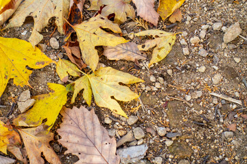 落葉の写真。秋のイメージ。