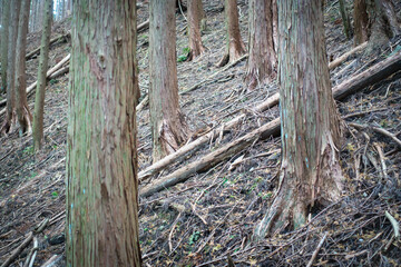 森林の写真。大自然・山のイメージ。経ヶ峰の森。