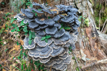 山に自生している黒いキノコの写真。