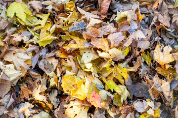 落葉の写真。秋のイメージ。