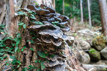 山に自生している黒いキノコの写真。