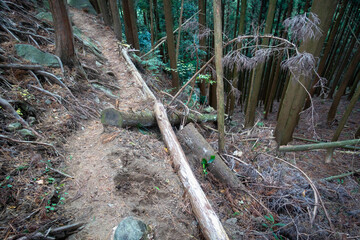 森林の写真。大自然・山のイメージ。経ヶ峰の森。