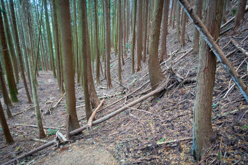 森林の写真。大自然・山のイメージ。経ヶ峰の森。