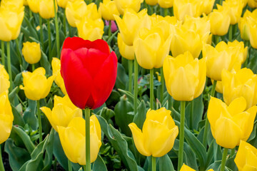 チューリップ畑の写真。春のイメージ。
