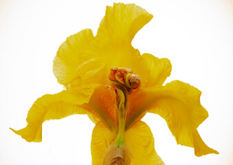 One yellow iris flower isolated on white. Close-up.