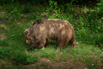 Big brown Bear walking in the forest