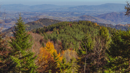 Autumn colors in mountain forests - Gorce Mountains	