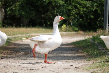 Goose lifting leg 