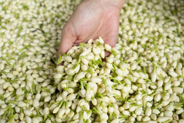 Close up jasmine flower in women hand in the garden, harvest concept