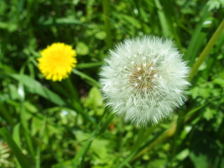 Obraz premium 野原の綿毛の蒲公英