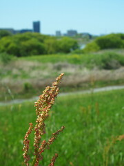春の江戸川土手に生えるスイバ