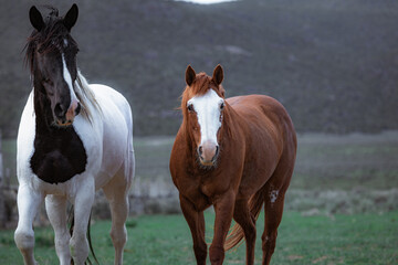 Herd of Colorado ranch horses being rounded up to move to summer pastures.