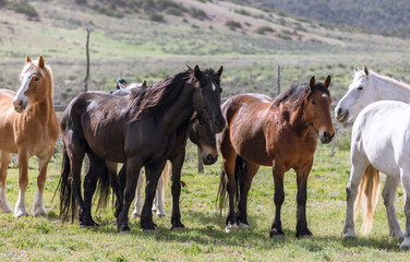 Obraz premium Herd of Colorado ranch horses being rounded up to move to summer pastures.