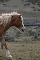 Fototapeta premium Herd of Colorado ranch horses being rounded up to move to summer pastures.