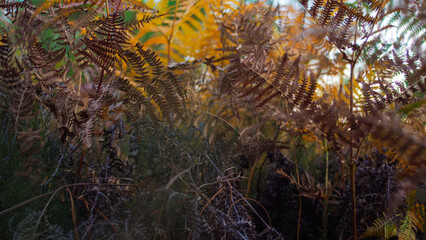 Fototapeta na wymiar Fougères aux teintes jaunâtres, noyées dans une végétation dense, dans la forêt des Landes de Gascogne